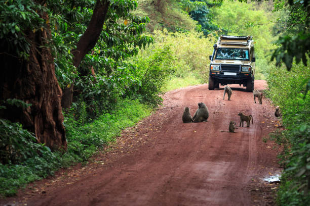 Jungle Safari